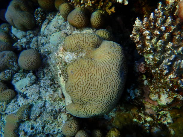 istock Lesser valley coral (Platygyra lamellina) undersea 2192138358