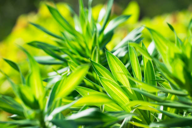 Closeup nature view of green leaf on sunlight using as background and fresh ecology wallpaper concept