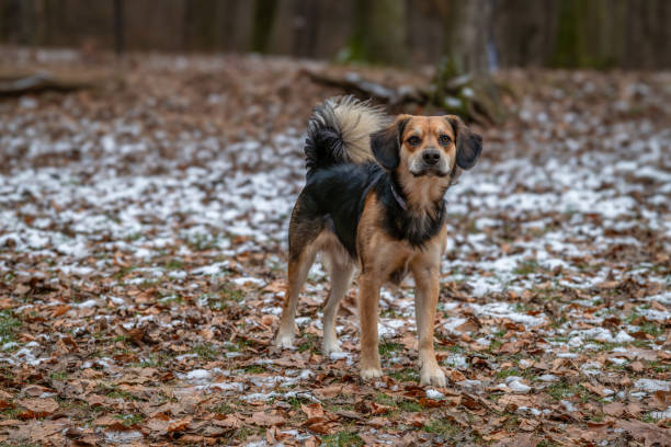 Small dog walking in winter cold park in city Jihlava CZ 12 14 2024