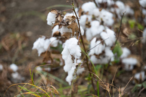 close-up of a field of blooming cotton