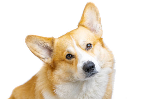 istock welsh corgi pembroke isolated 2192141110