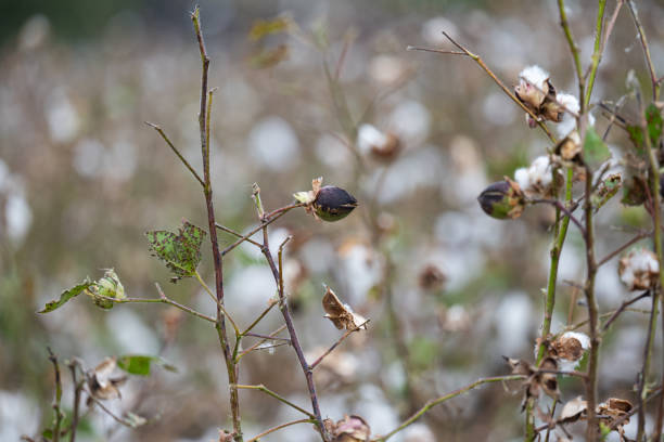 close-up of a field of blooming cotton