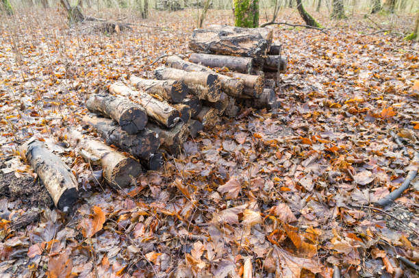 Stacked logs lying on fallen leaves create a captivating autumnal woodland scene