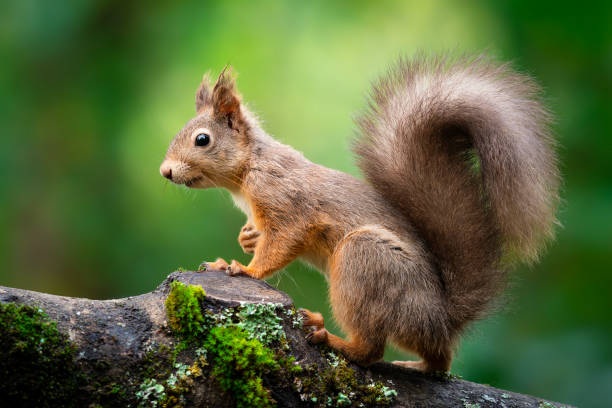 istock Red Squirrel in the woodland 2192142954
