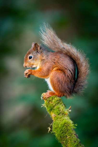 istock Red Squirrel in the woodland 2192142956