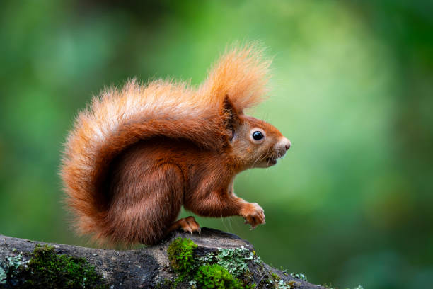 istock Red Squirrel in the woodland 2192142957