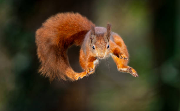 istock Red Squirrel in the woodland 2192142967