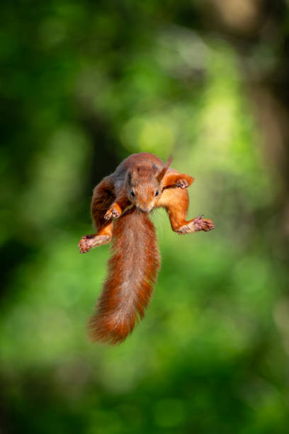 istock Red Squirrel in the woodland 2192142969