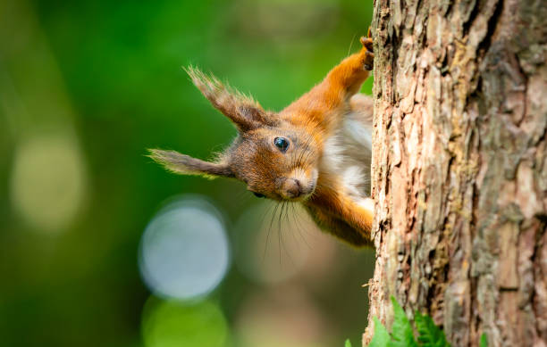 istock Red Squirrel in the woodland 2192142972
