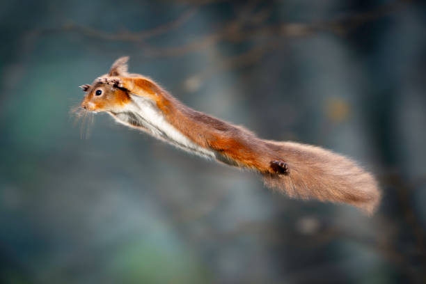 istock Red Squirrel in the woodland 2192142974