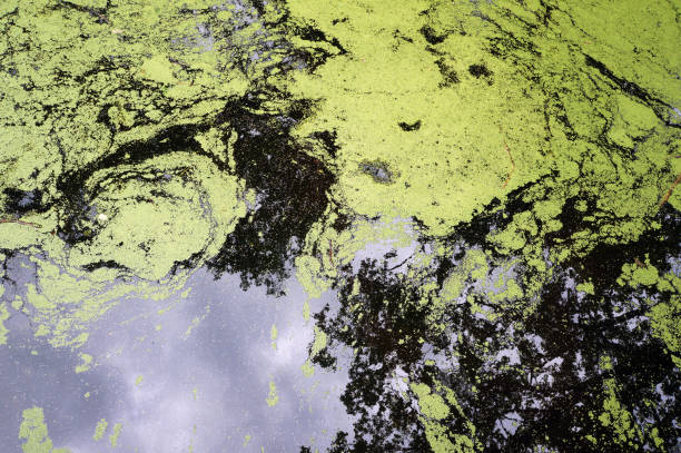 istock Marsh Covered with Duckweed. Reflections of Clouds in Water. 2192143239