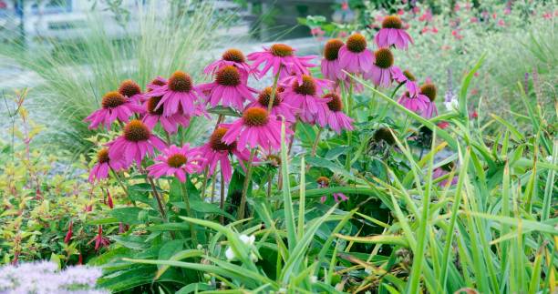 istock Pink coneflower blossoms outdoors 2192143570