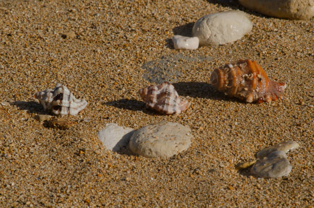 A serene view of seashells resting on golden sand by the sea, perfect for tropical, beach, or ocean-themed projects