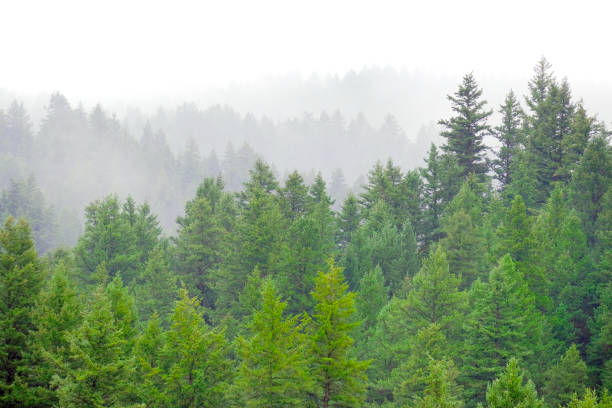 istock Rainy Lush Green Pine Tree Forest Forrest in Wilderness Mountains Misty Air Layers 2192145949