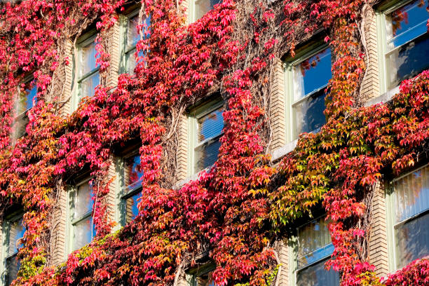 Apartment building with windows covered in red ivy leaves plant growing growth