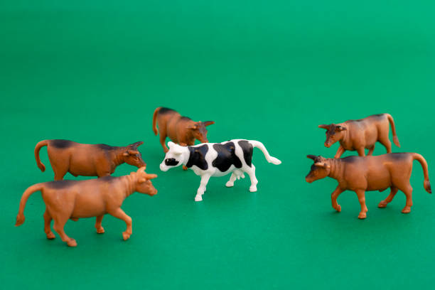 istock Brown bulls circling a lone black and white cow figurine 2192146186