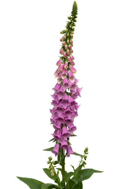 istock Blooming Digitalis plant isolated on white 2192146291