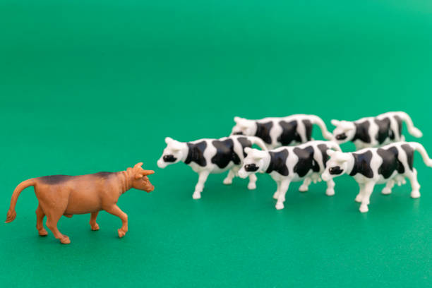 istock A brown bull with a group of black and white cow 2192146303