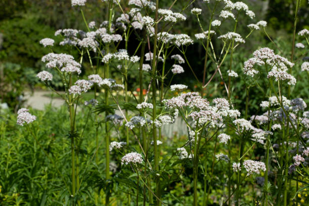 istock Blooming Valeriana officinalis in a garden 2192146394