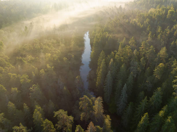 istock Mysterious fog over the river in an Estonian coniferous forest. 2192146396