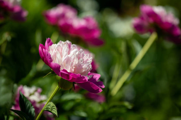 Single Paeonia flower in a garden
