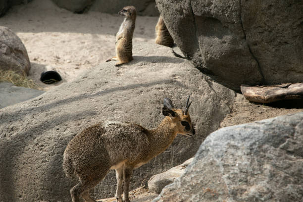 istock The Henry Doorly Zoo 2192146563