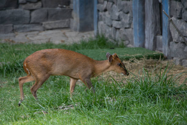 The Henry Doorly Zoo