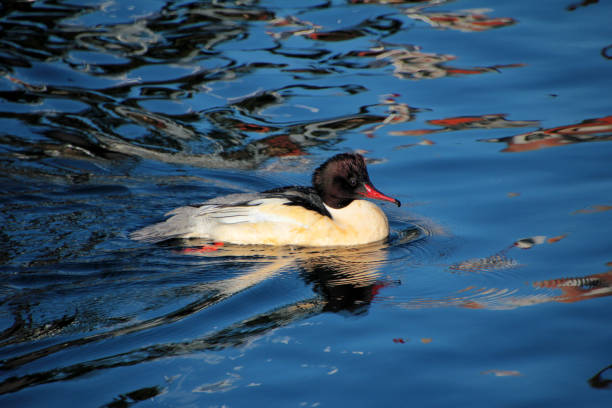 Common merganser or goosander male Mergus merganser