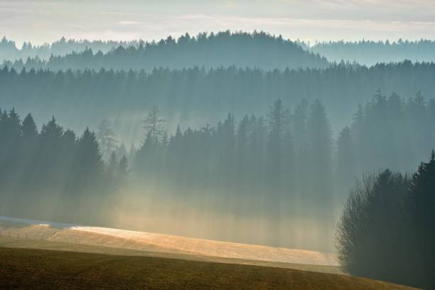 Trees in the misty winter sunshine.