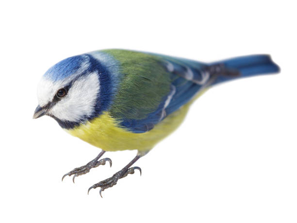 istock Little bird isolated on white background. Blue tit 2192147834