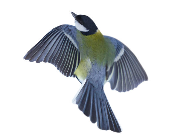 istock Little bird flying on white background. The great tit 2192147840