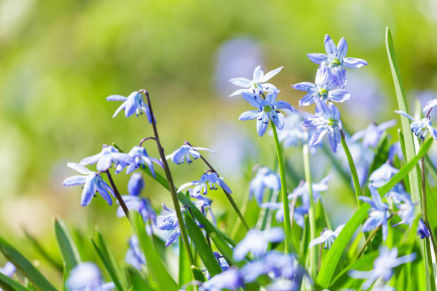 istock Wild spring blue flowers in a field 2192147871