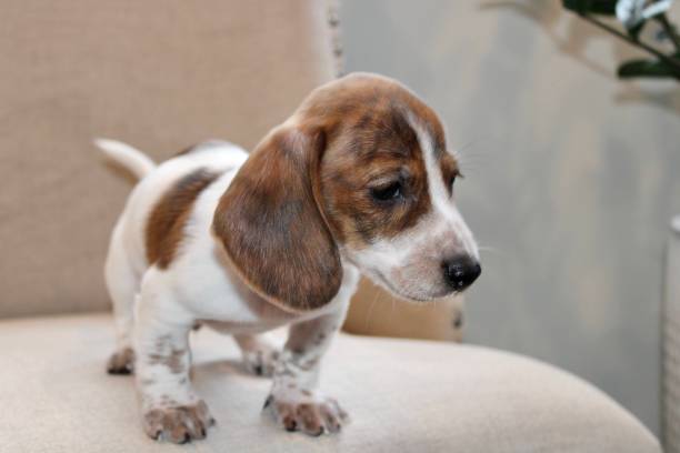 istock Mini Doxie Puppy 2192151725