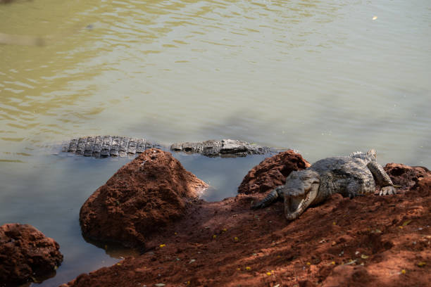 istock Two crocodiles on a riverbank. 2192156742