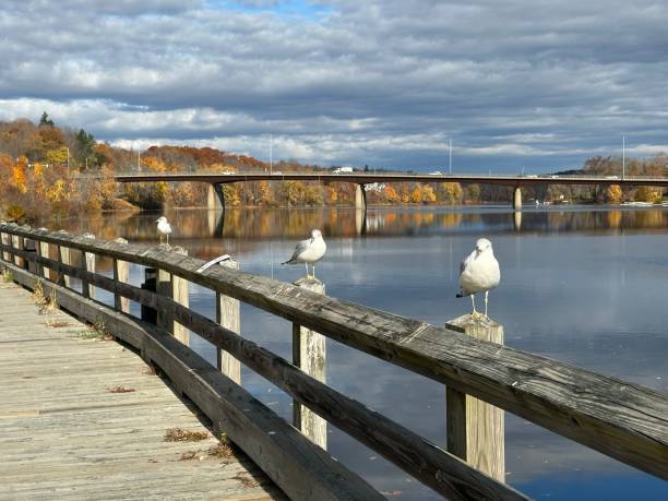 Seagulls along the pier, Kennebec River Waterfront Park Gardiner Maine