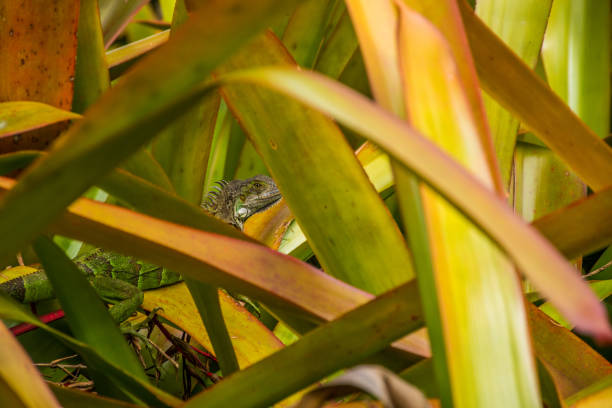 An Iguana hiding in the foliage at a tropic botanic garden near Coral Gables, Florida.
