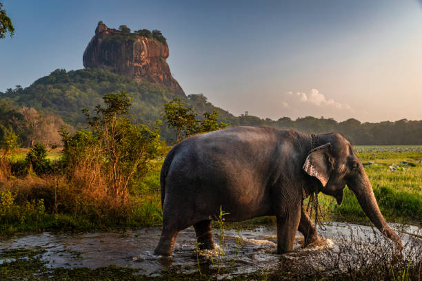Sri Lankan elephant, Sigiriya Rock on the background, Sri Lanka