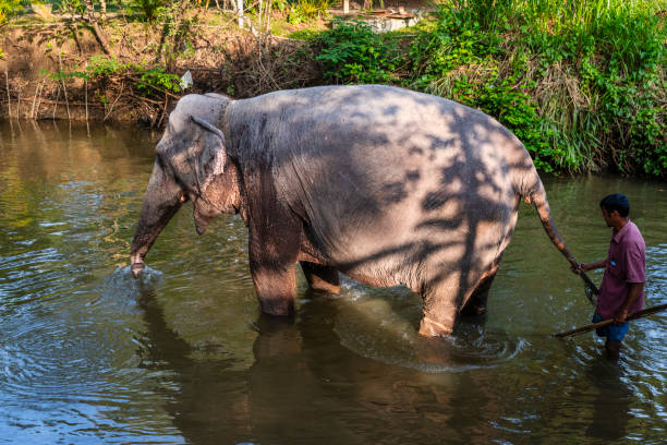 Mahout bathing his elephant in the river, Sri Lanka.