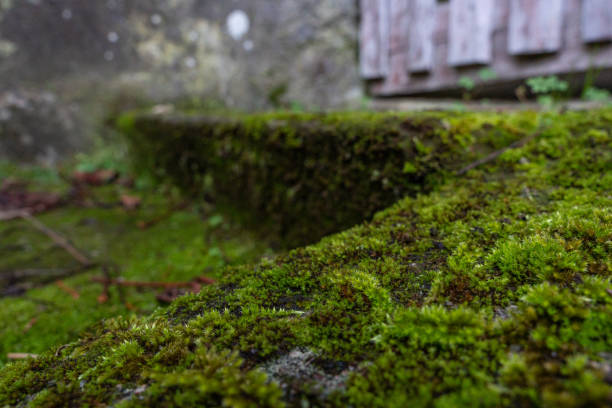 Close-up of vibrant green moss covering concrete steps, adding a touch of nature to an urban setting