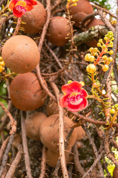 istock Fruits, Flowers And Buds On A Cannonball Tree 2192157946