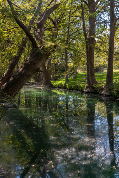 Bald cypress trees around lake in Wimberley