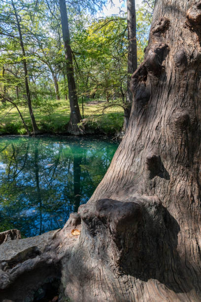 istock Bald cypress trees around lake in Wimberley 2192160028