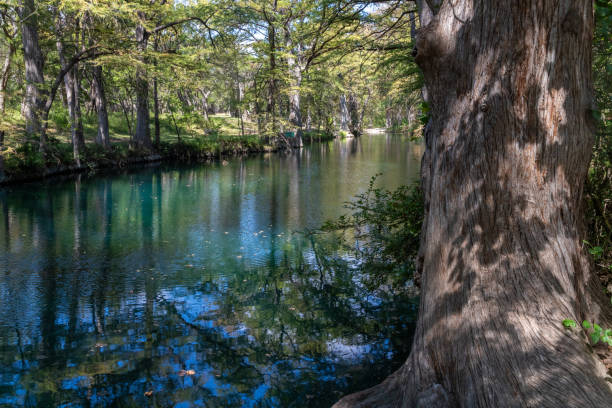 istock Bald cypress trees around lake in Wimberley 2192160141