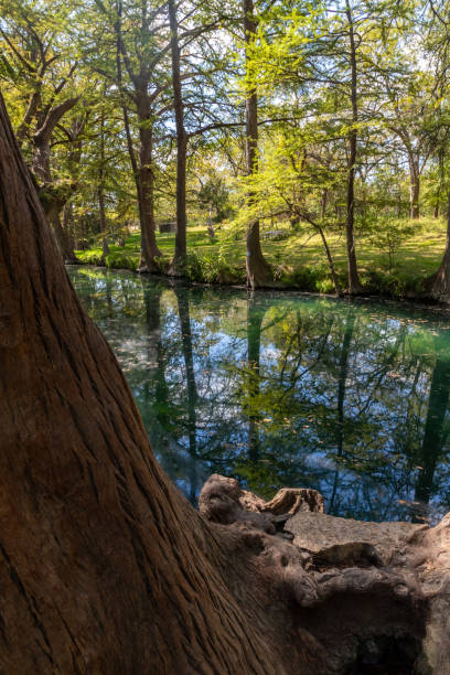 istock Bald cypress trees around lake in Wimberley 2192160184