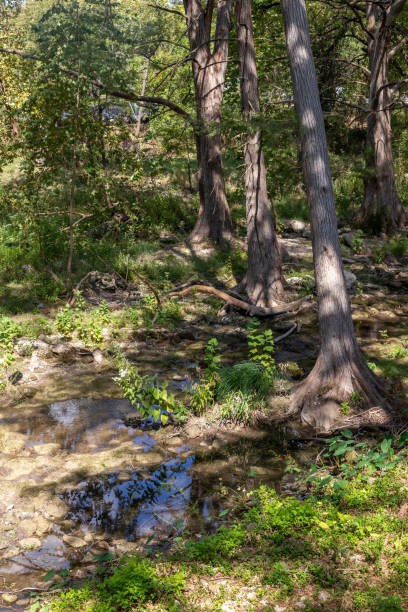 istock Trail around bald cypress tree in Wimberley 2192160327