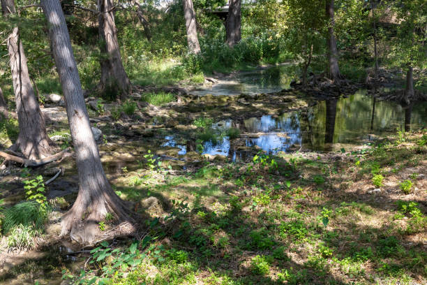 istock Trail around bald cypress tree in Wimberley 2192160357