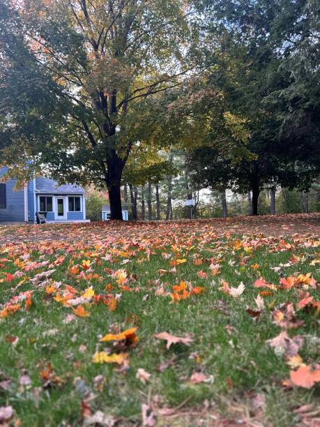 istock Many days of leaves 2192160528
