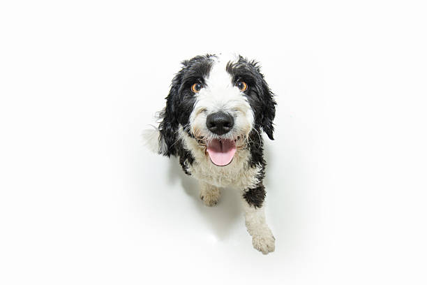 istock Portrait Spaniel water dog looking up with happy expression face. Isolated on white background from above 2192160582