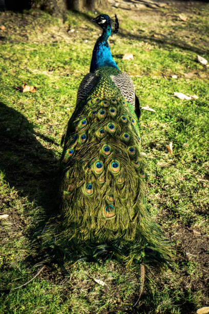 istock Peacock displaying its colorful feathers in a public garden. 2192162655