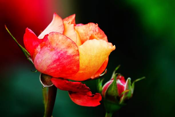A beautiful  rose in full bloom, surrounded by blurred greenery. The delicately layered petals reveal bright, warm colors, with natural gradations.